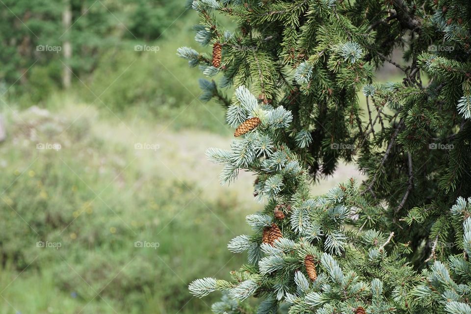 Pine cones 