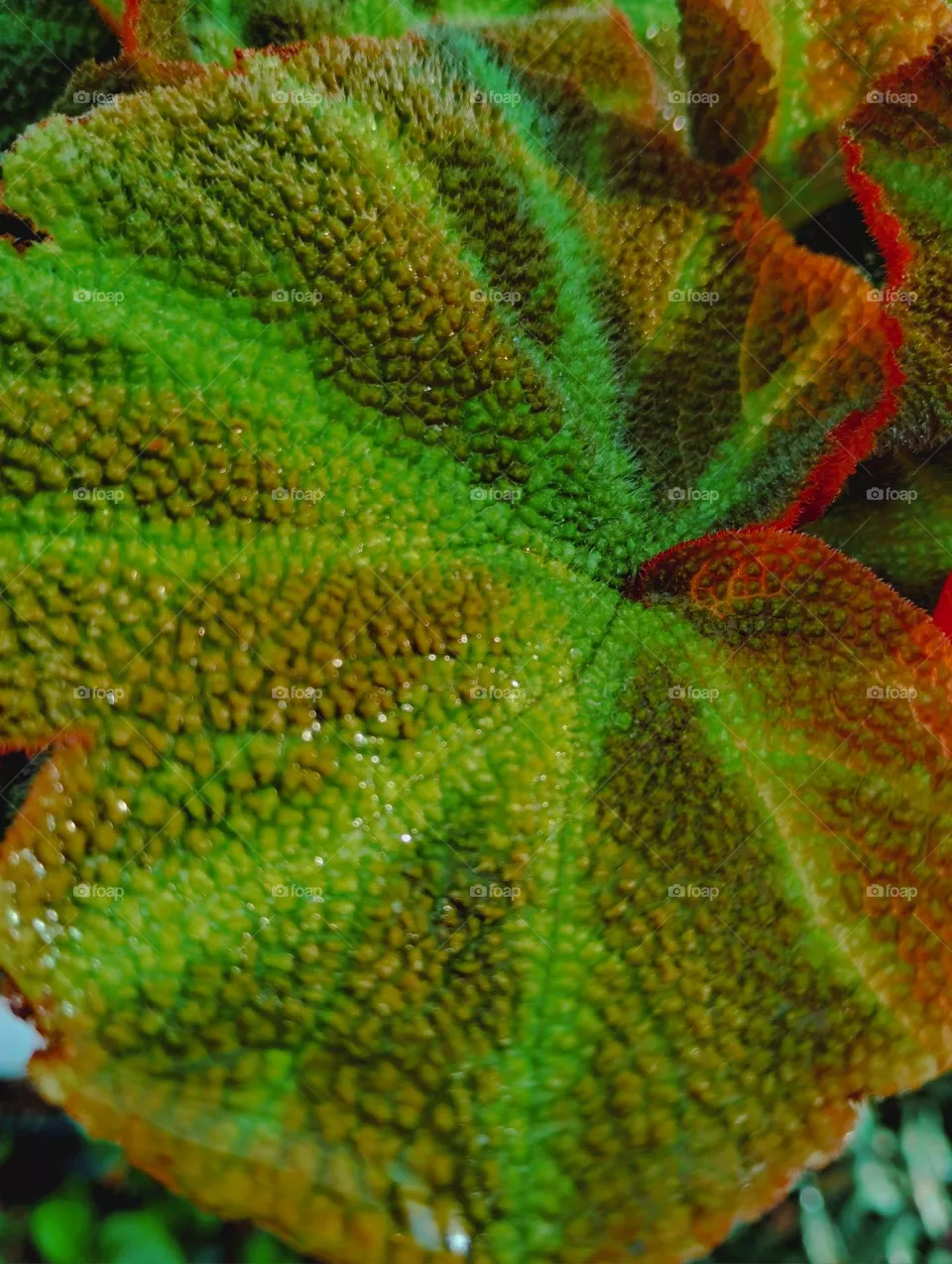 vegetación