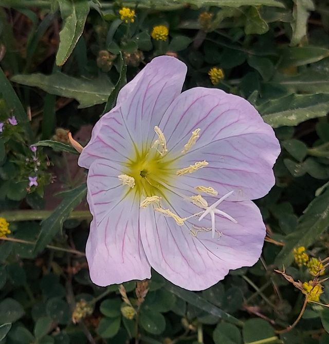 A Buttercup!