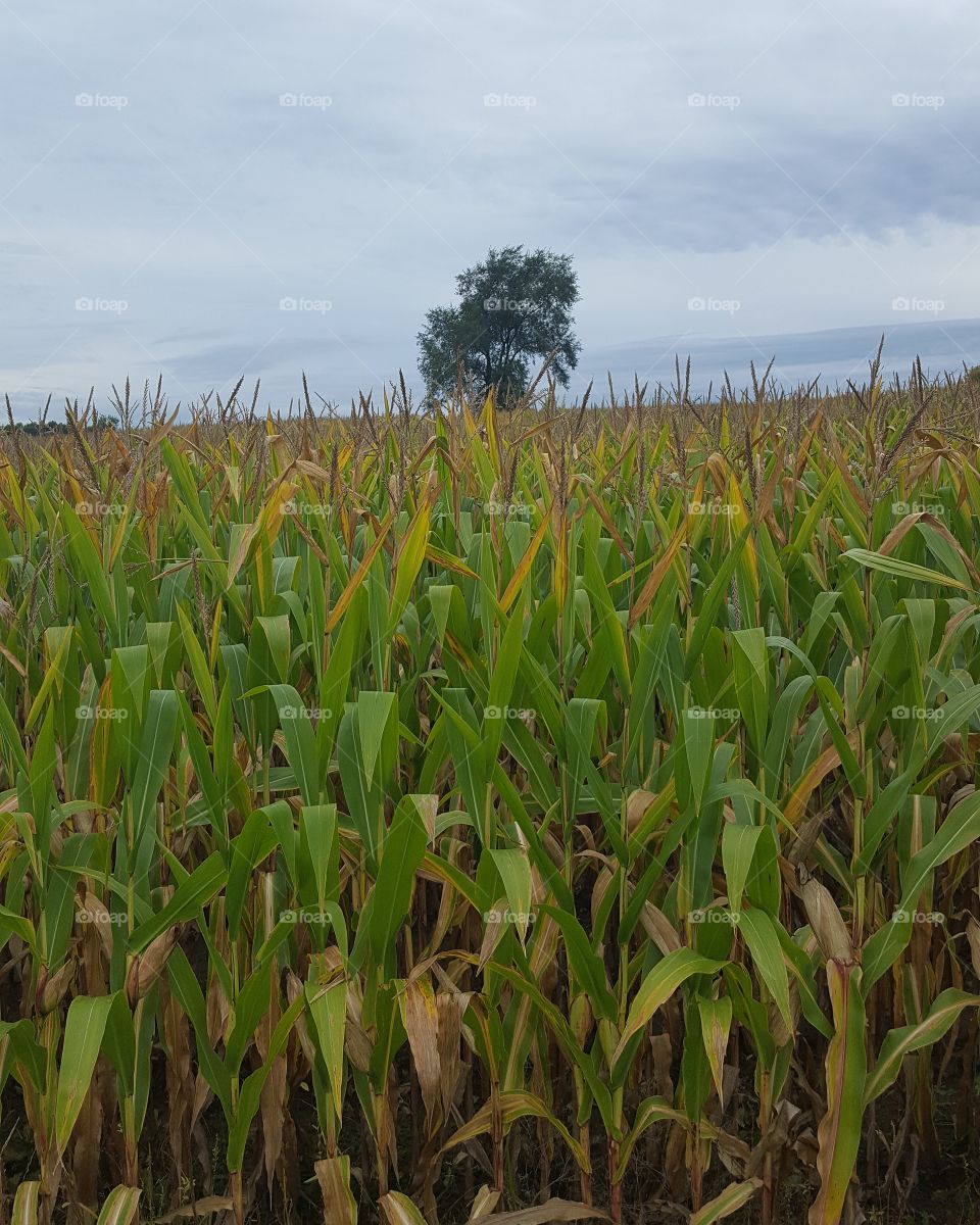 corn view