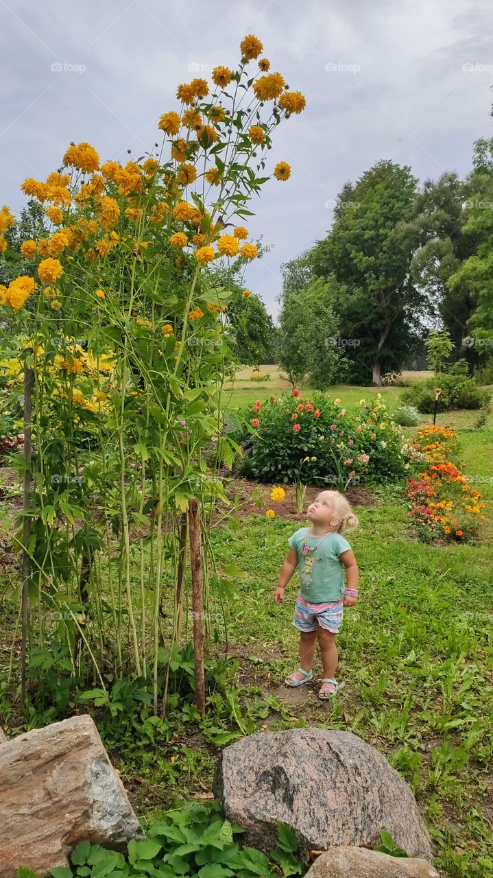 little Girl and tall flowers