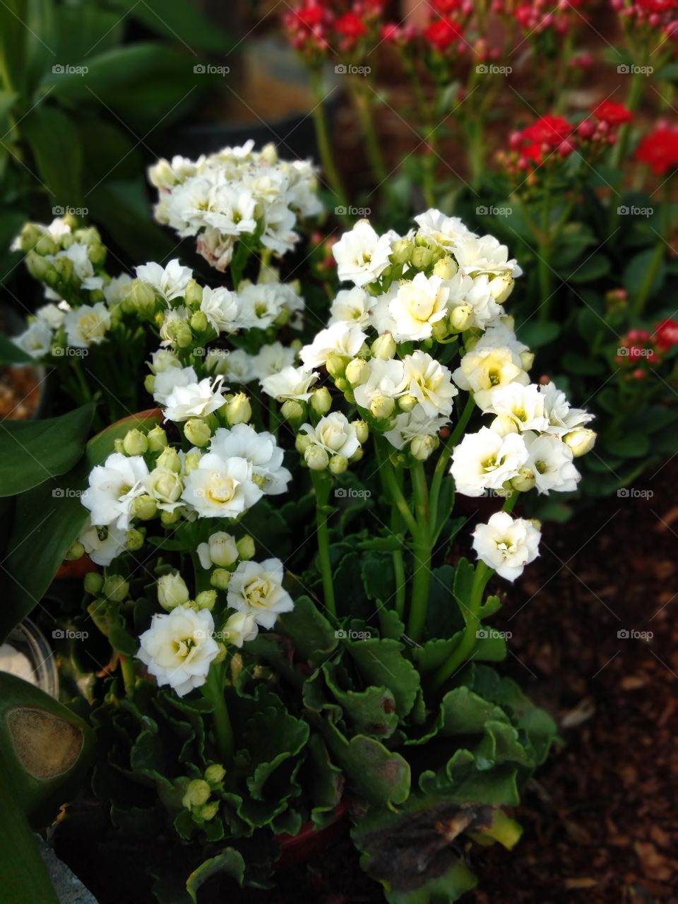 portrait of a flowers