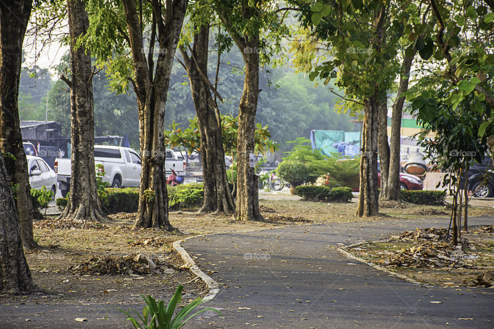 The road for running in the park with lots of trees