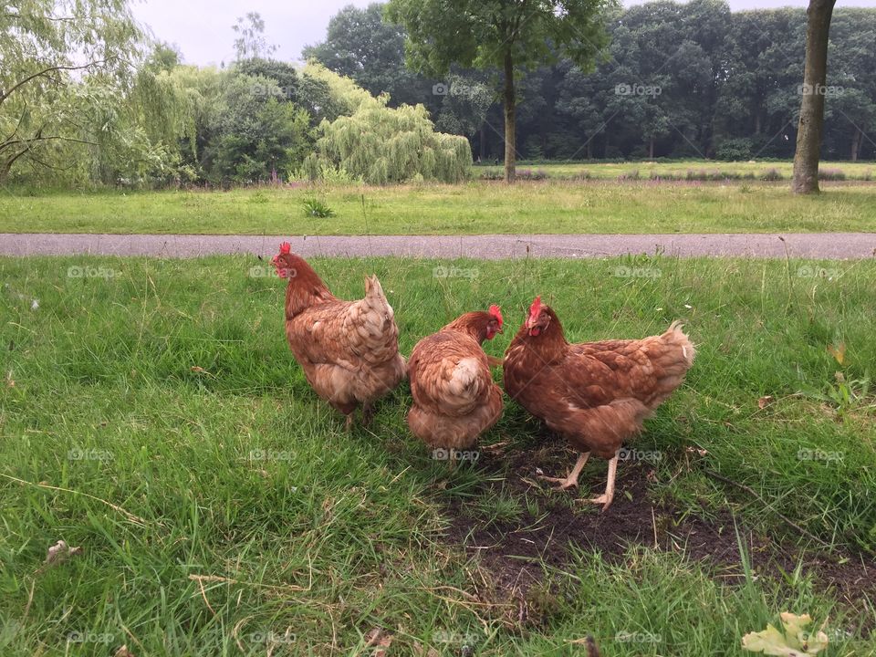 Hens in farm