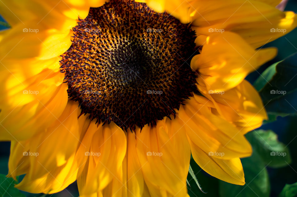 Closeup of cheerful bright sunflower flower head detail in. Garden with golden hour sunlight floral art photography 