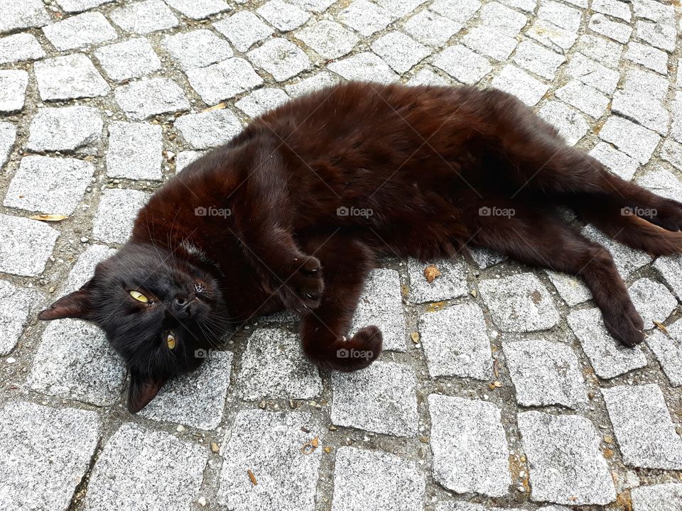 Black cute kitty