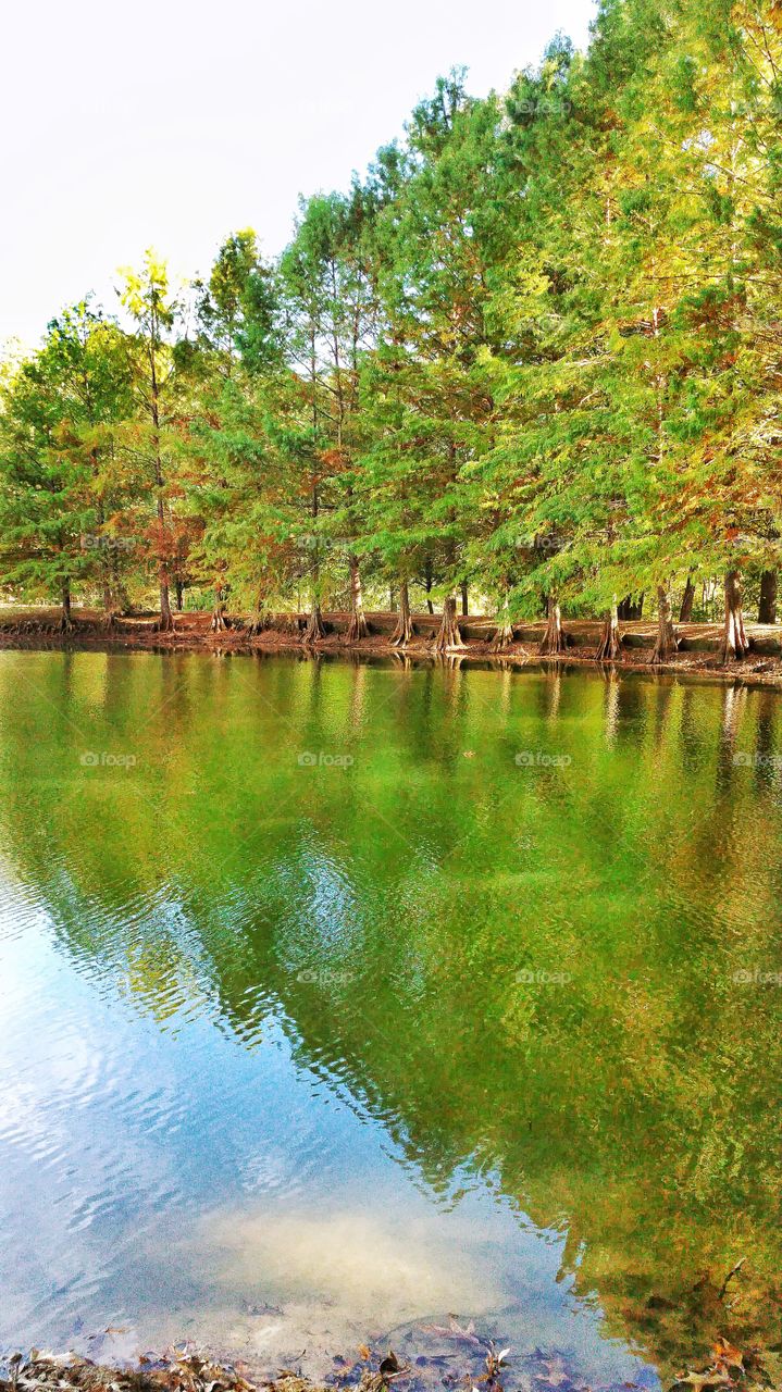 cypress  tree lined water reflection