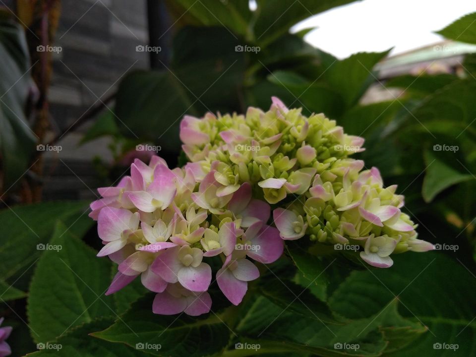 What is this flower in your country called?