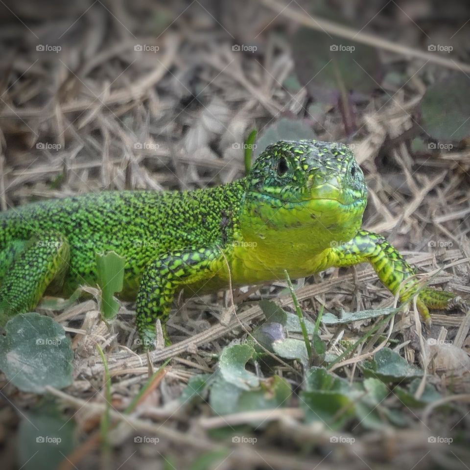 Green lizard