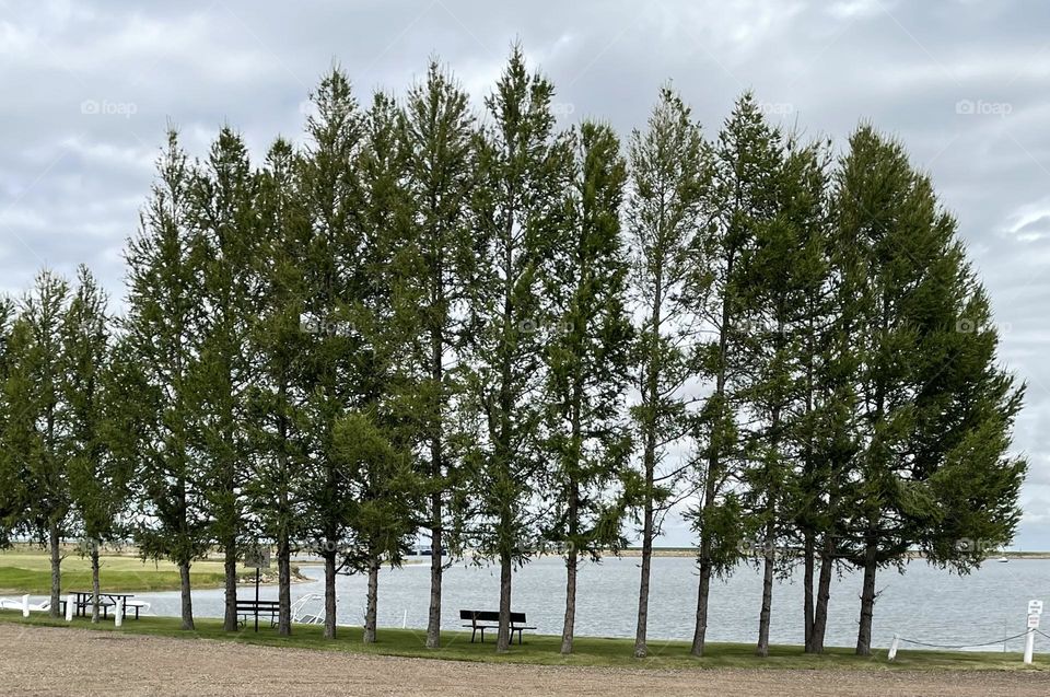 Tall trees standing in straight line as if soldiers on a beach