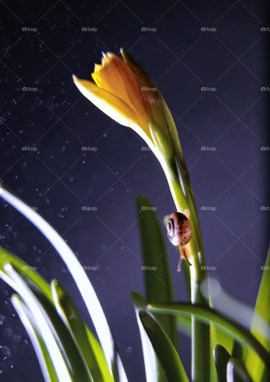 Snail on the flower 