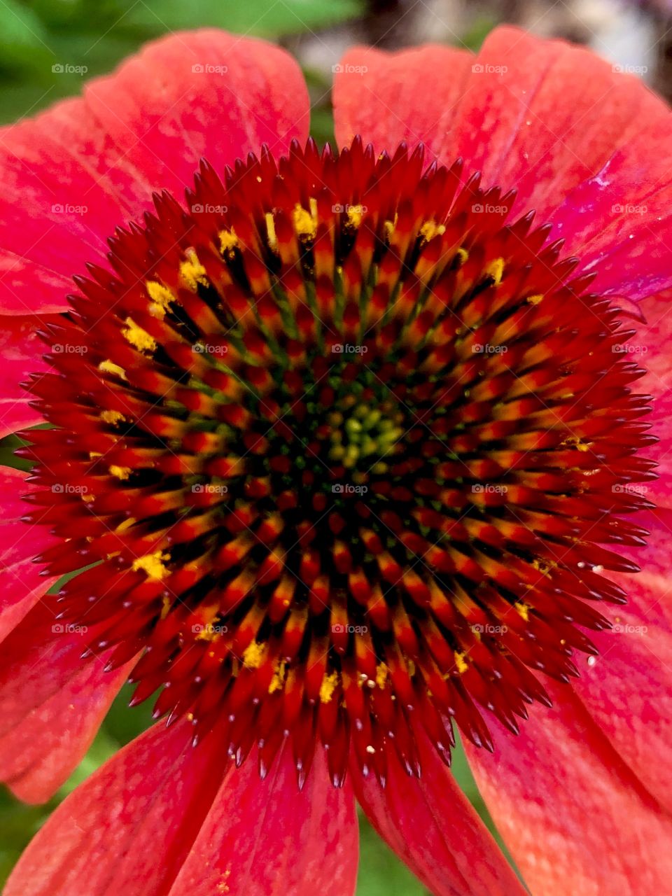 Closeup of coneflower 