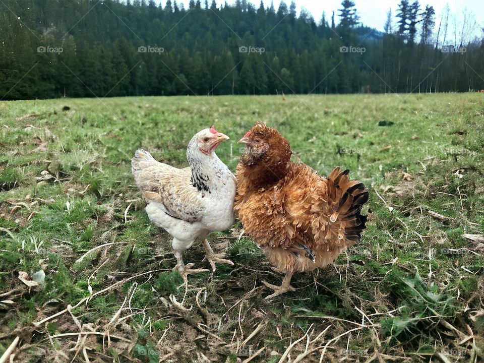 chicken fight