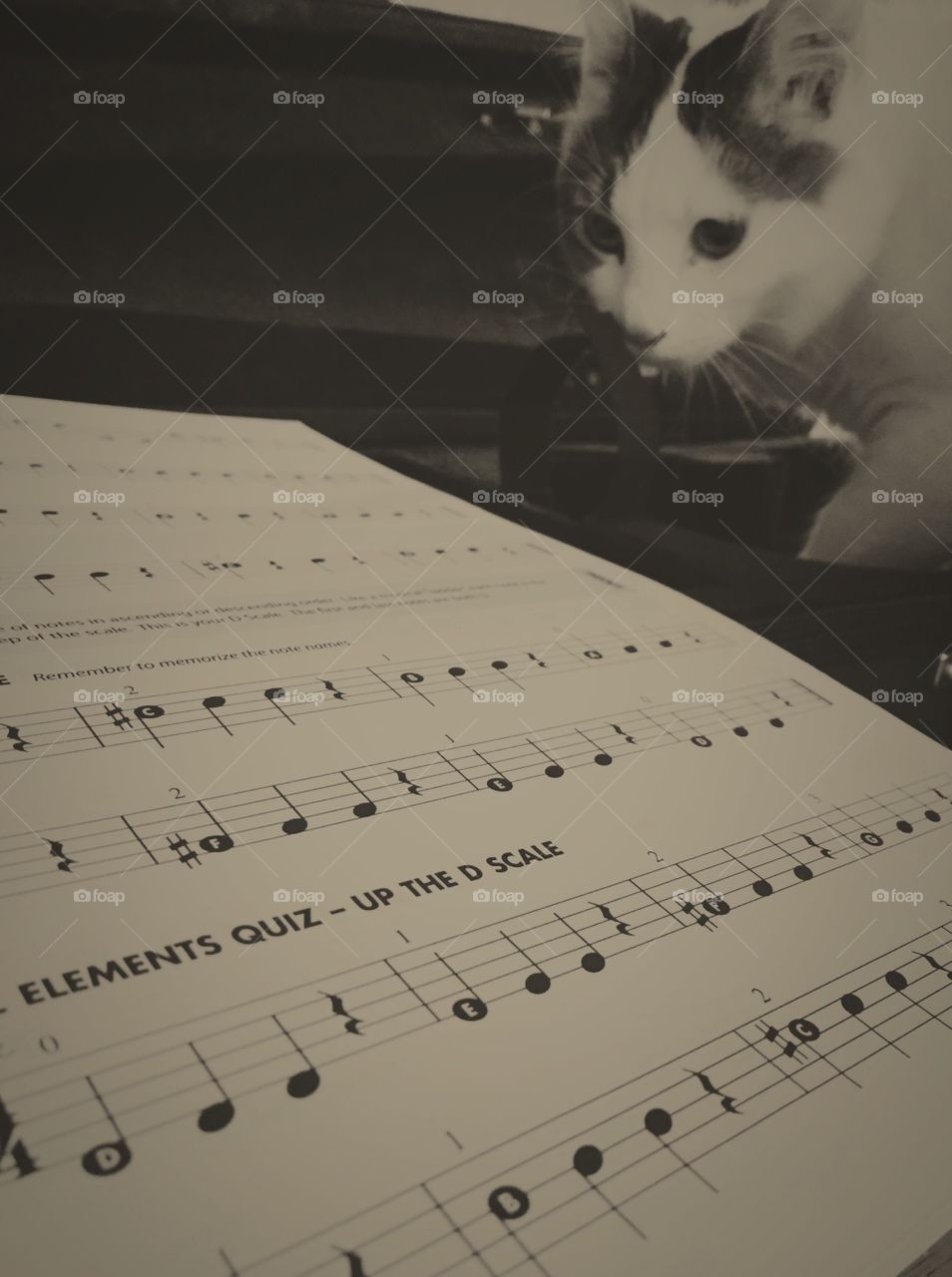 Cats and violin lessons