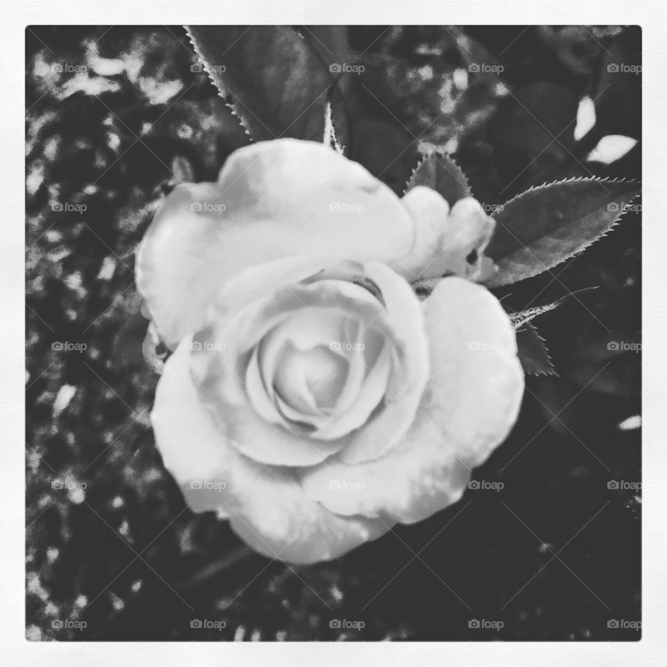 Em #P&B -
🌼#Flores do nosso #jardim, para embelezar nosso dia!
#Jardinagem e #Fotografia são nossos #hobbies. 🌹
#flor
#flowers
#garden
#natureza
#nature
#PretoEBranco
#Colour
#Jardim