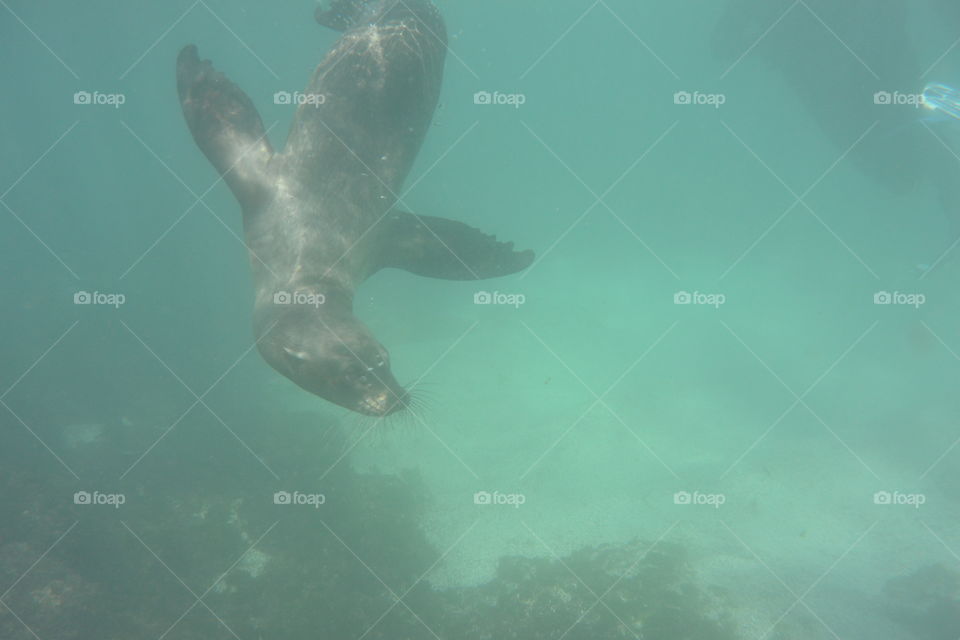 Baby sea lion 