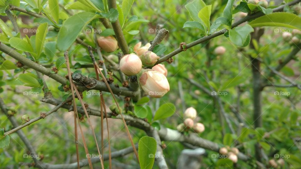 Branch, Nature, Tree, Leaf, Fruit
