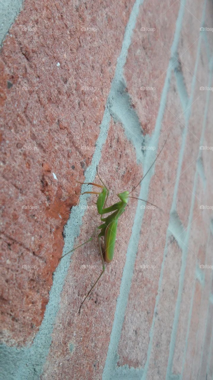 green praying mantis on brick