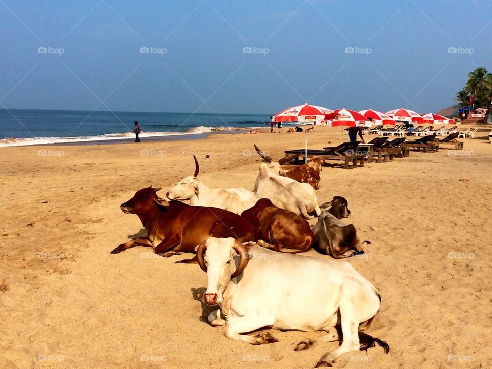 Cows at the beach