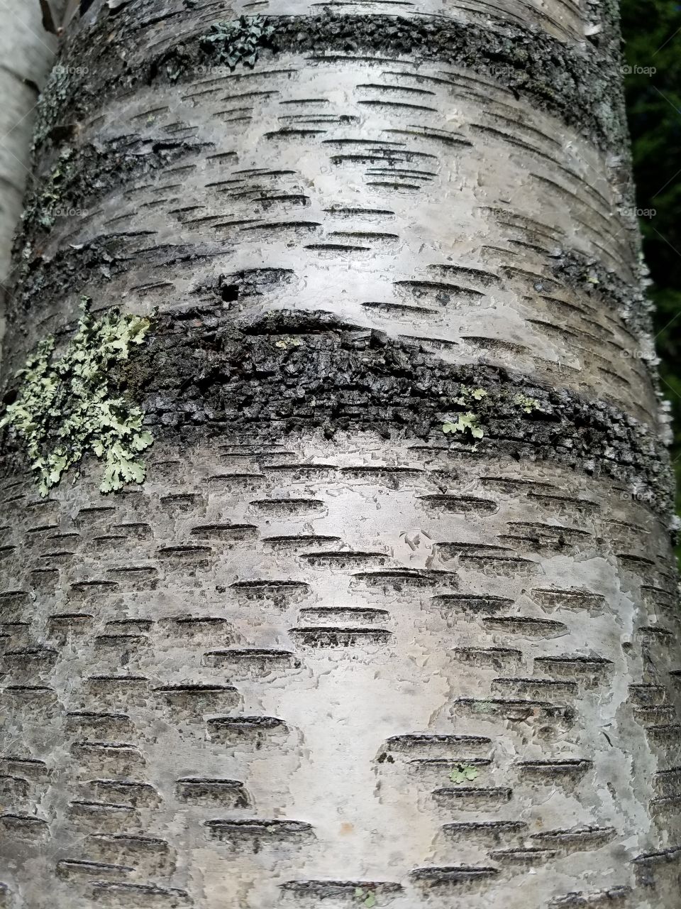 Birch tee bark