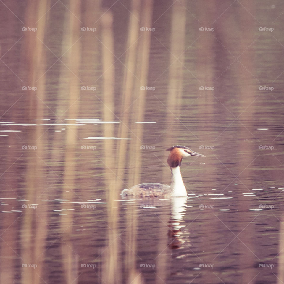 Bird, Water, Waterfowl, Lake, Pool