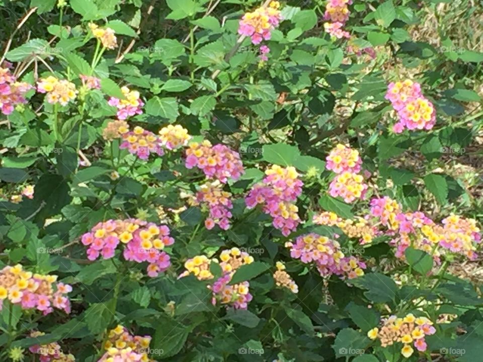 Lantana