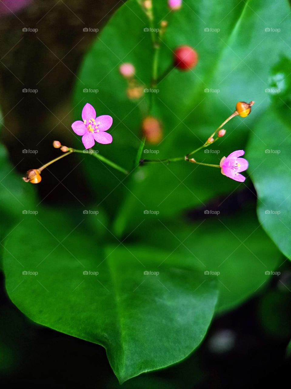 Fame flower, Jewels of opar (Talinum Paniculatum).