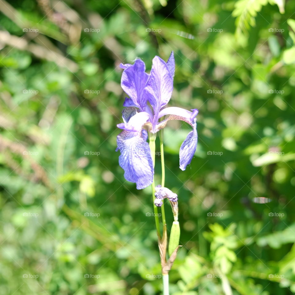 iris