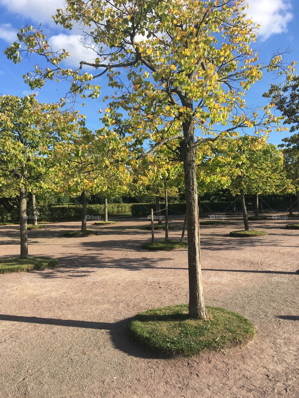 each tree has its own life