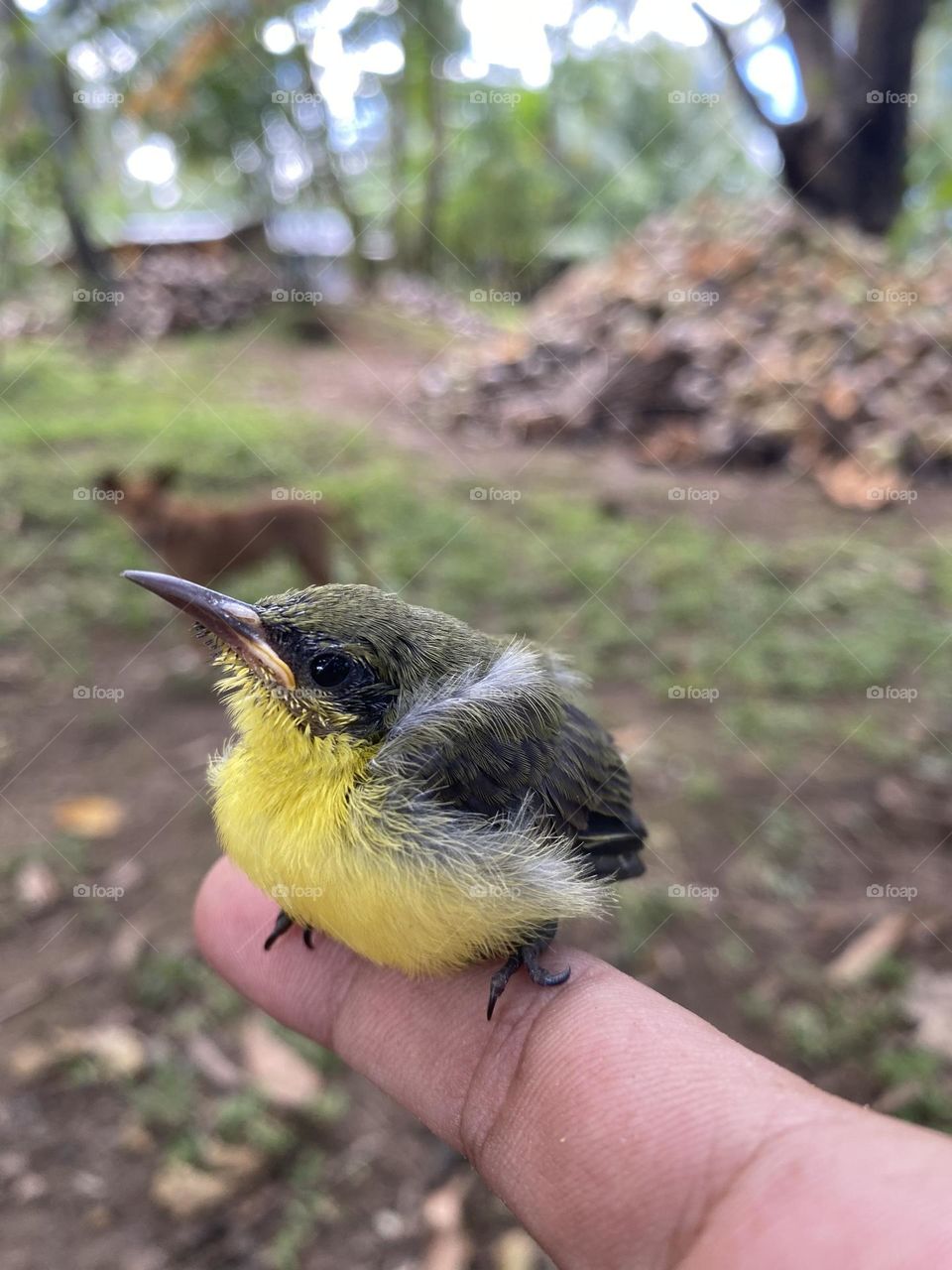 Tiny bird