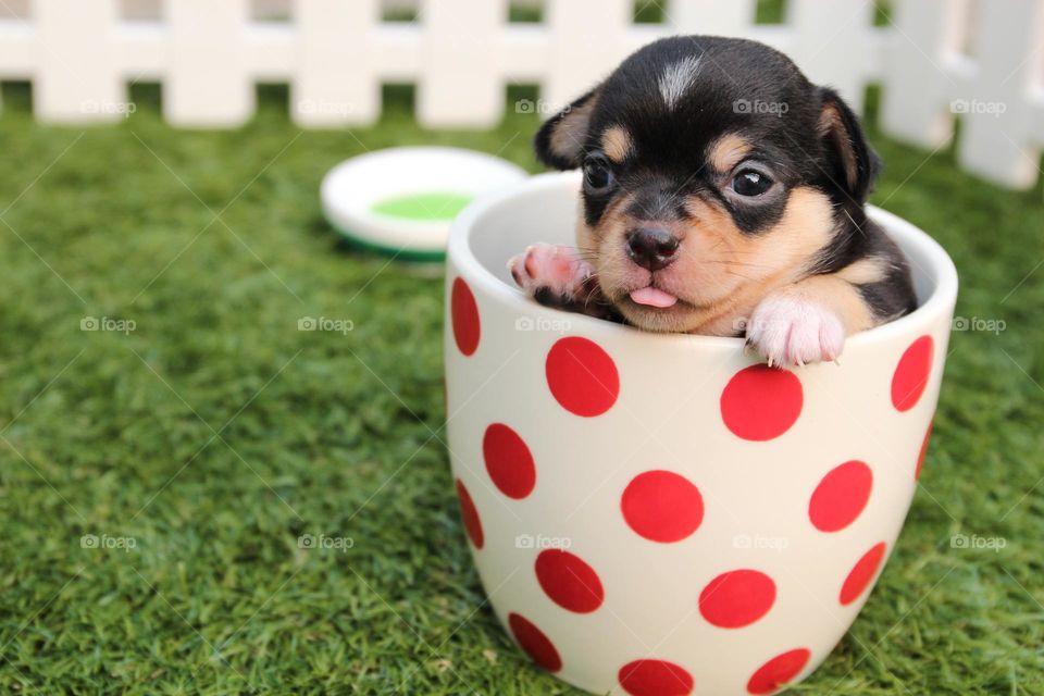 A cute puppy relaxing in the mug.