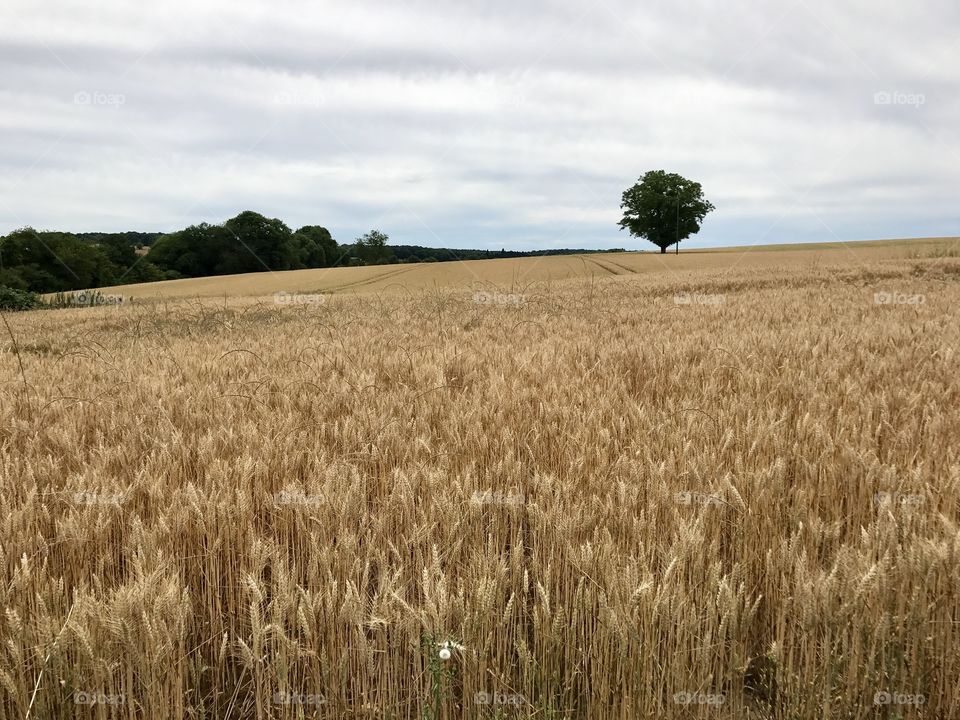 Agriculture  blé champs campagne 