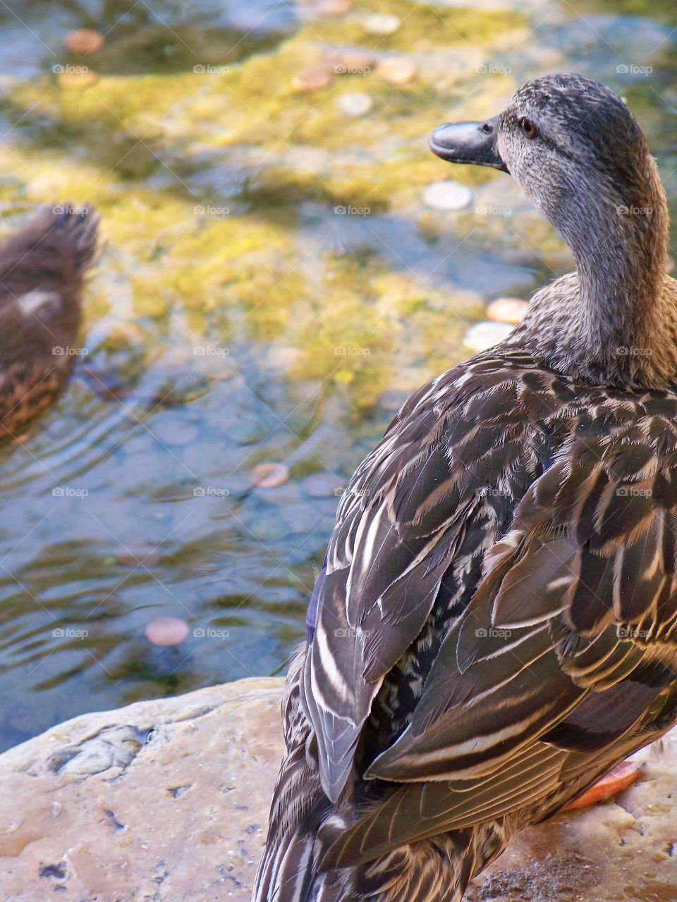 pond water bird duck by tonyalynn