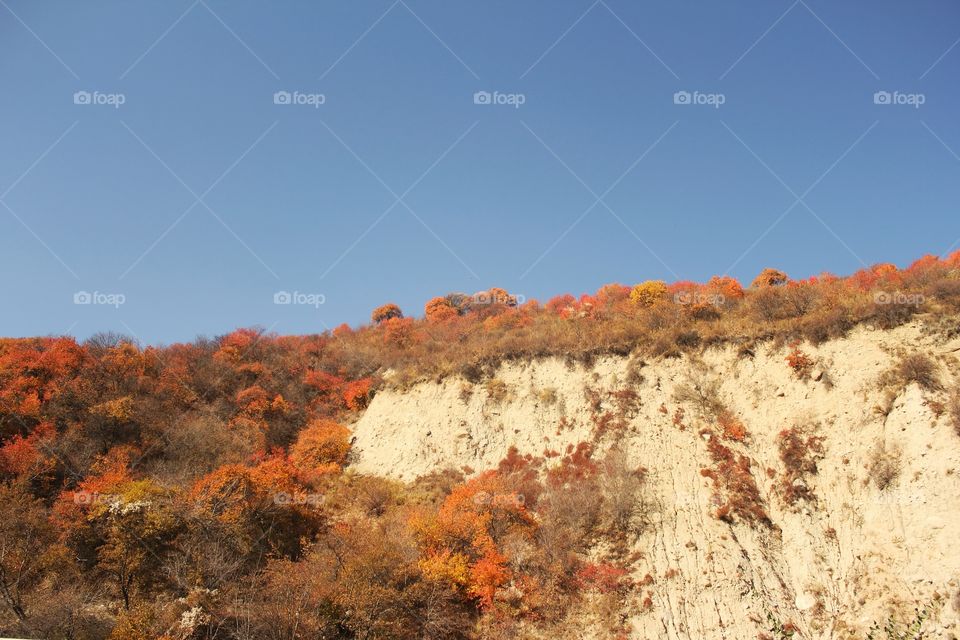 Autumn trees with red foliage on a mountainside