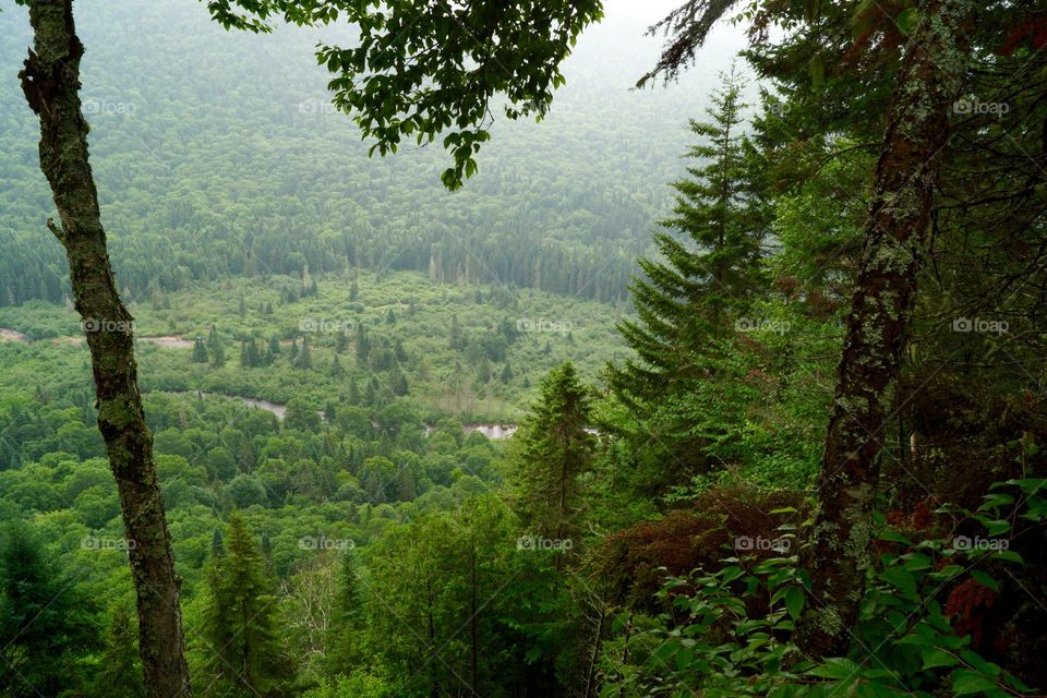 Ouverture sur la forêt du parc de la Jacques-Cartier (Québec, Canada)