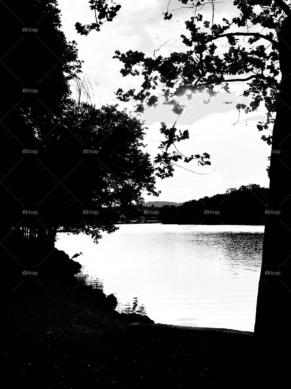Gorgeous natural perfectly clear spring water in Ha Ha Tonka State Park in Missouri with silhouette of great blue heron to the side! 