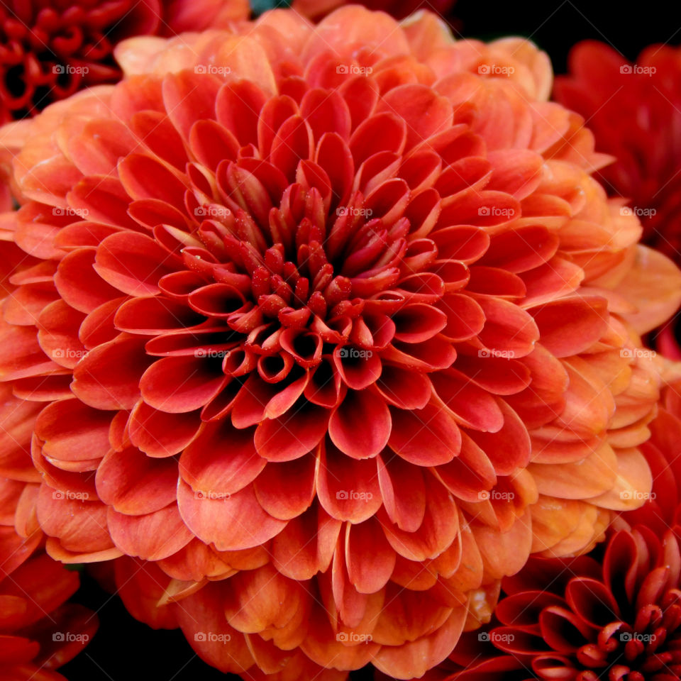 A macro photograph of a beautiful and colorful Dahlia!