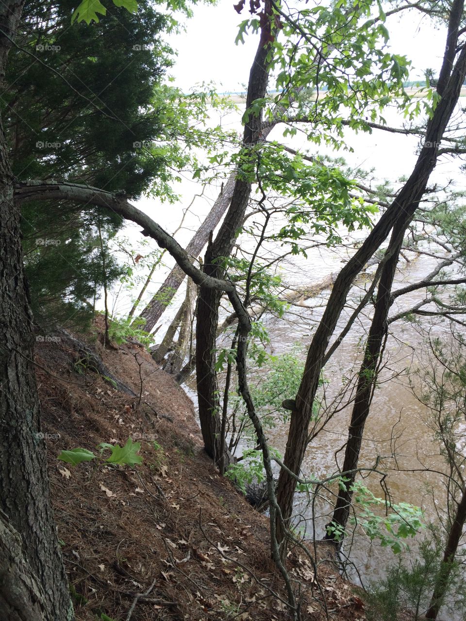 Tree, Wood, Nature, Landscape, No Person