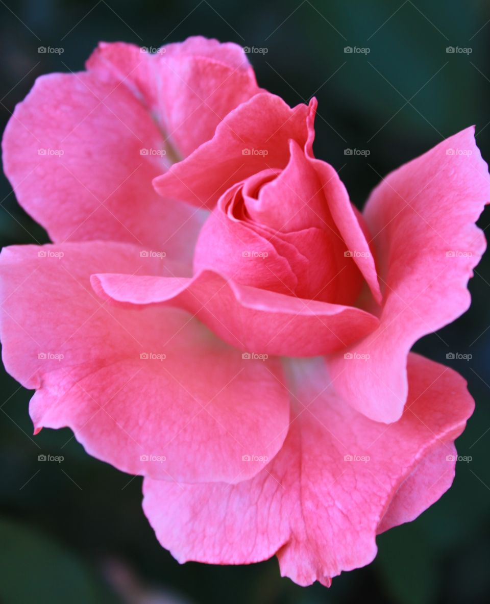 Close-up of pink rose blooming in the garden