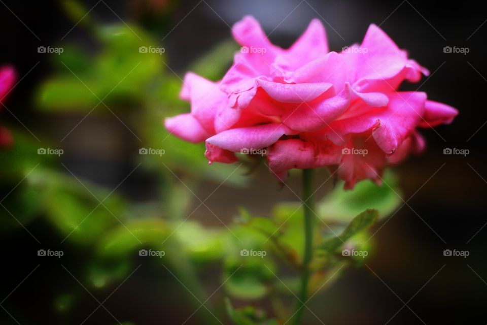 one rose saya more than the dosen.