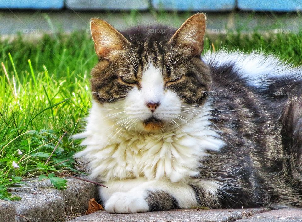 Cute cat close up 