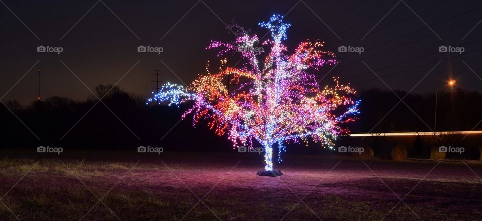 magic tree