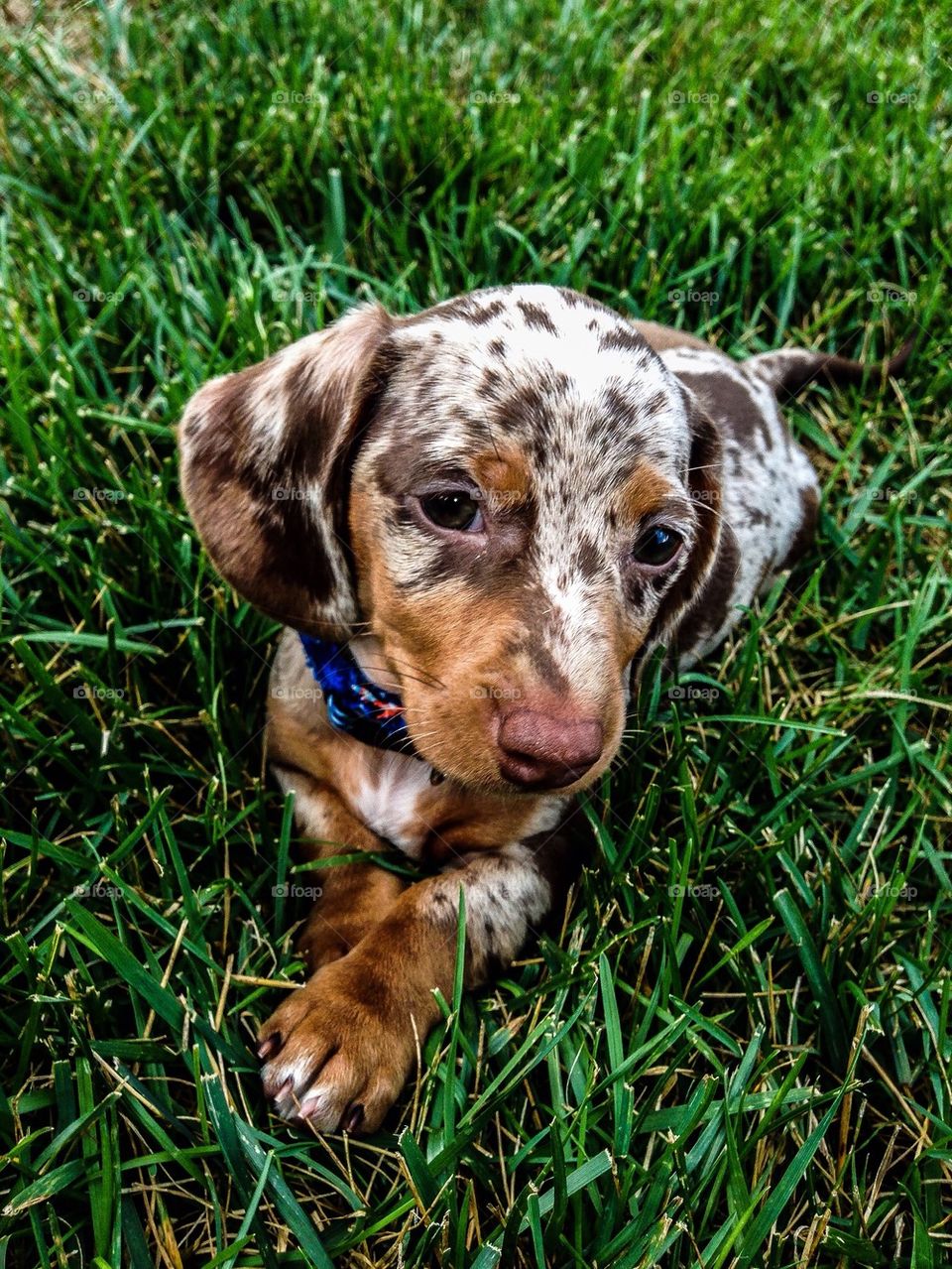 Docksin puppy