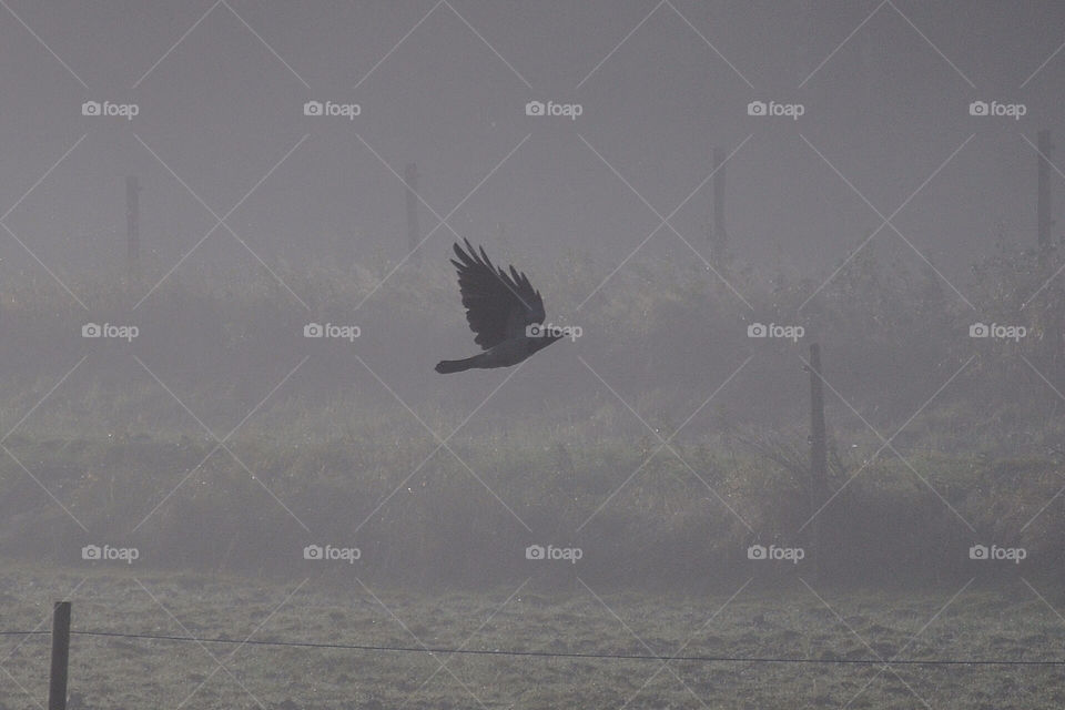 morning autumn bird fog by robbidoh