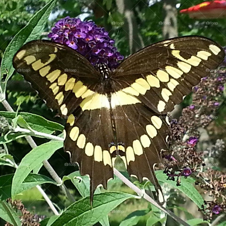 Swallowtail