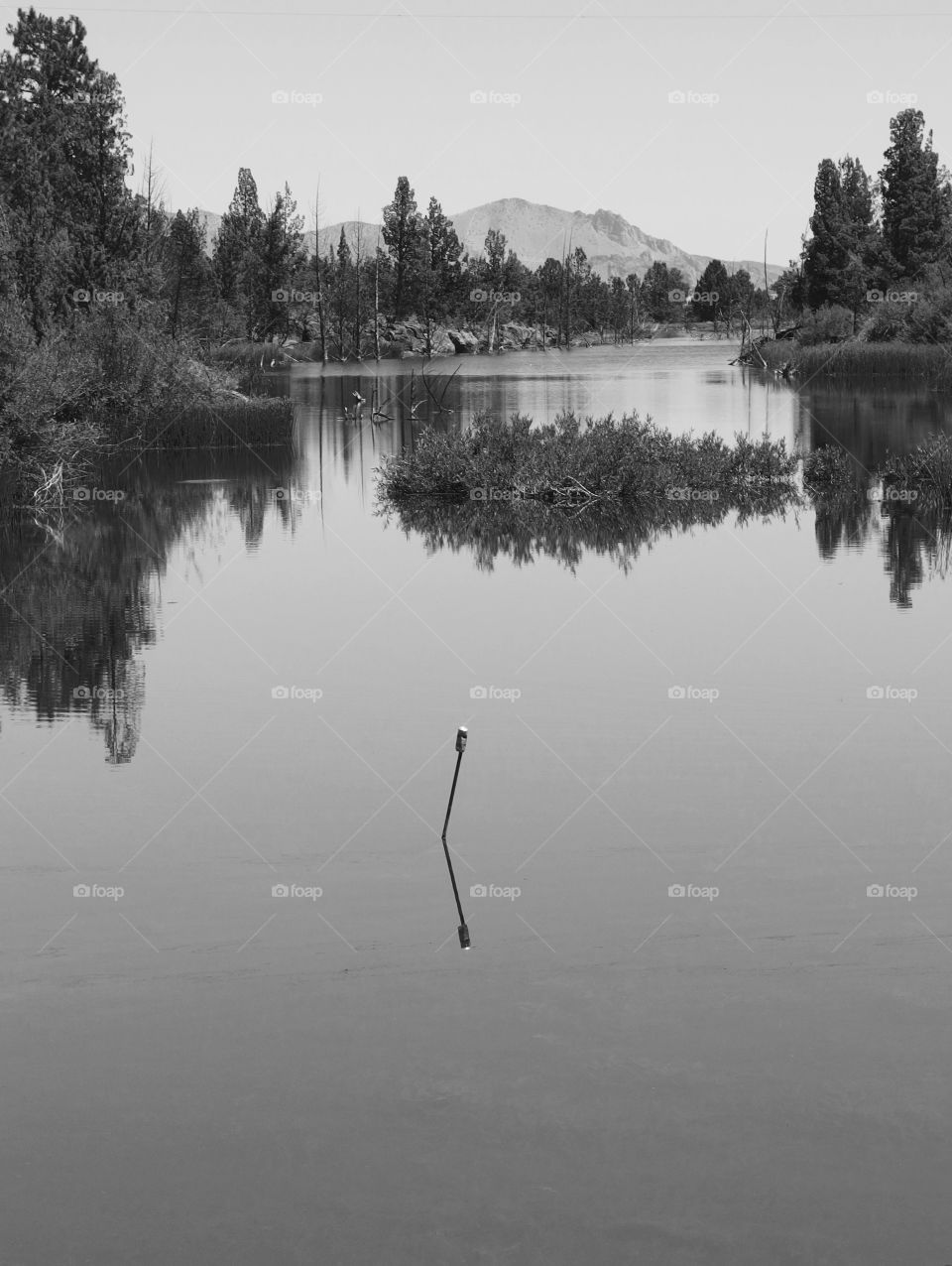 Trees reflecting in a rural farm pond in Central Oregon on a sunny summer day. 