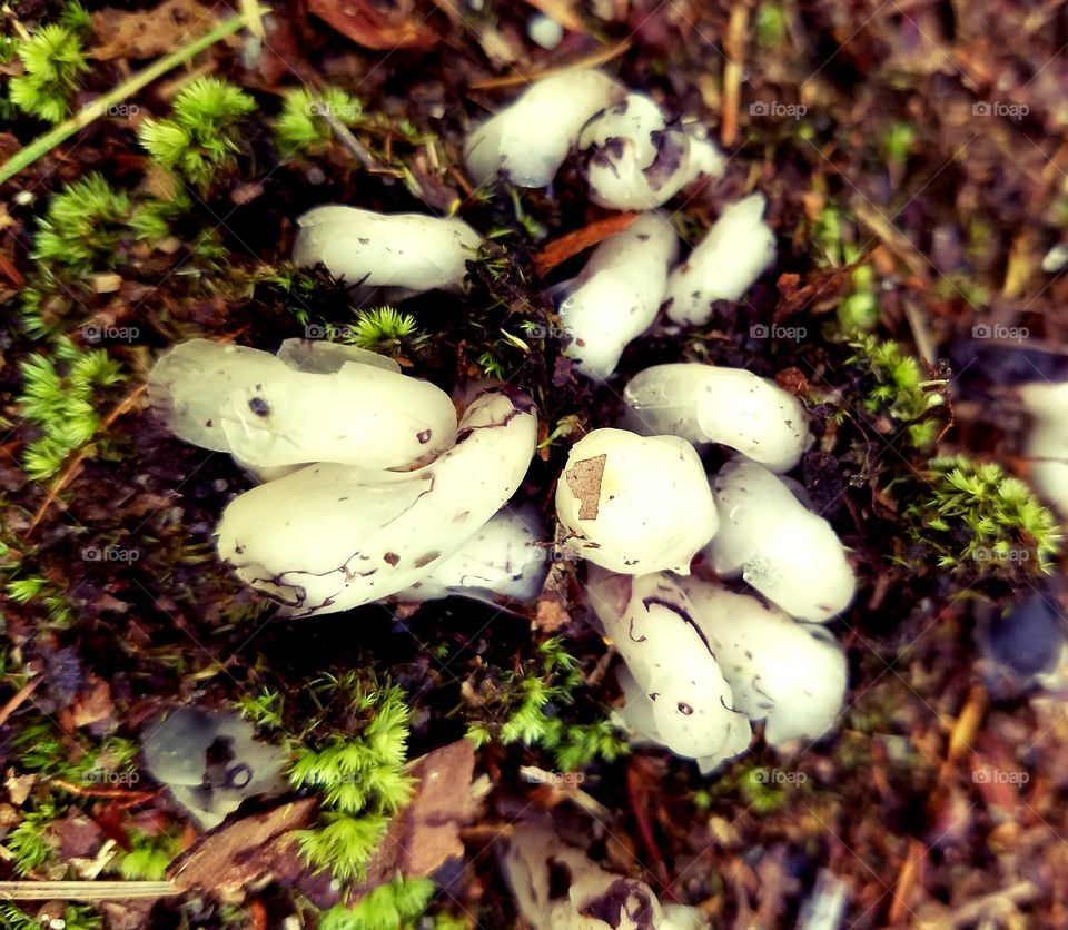 fungus
