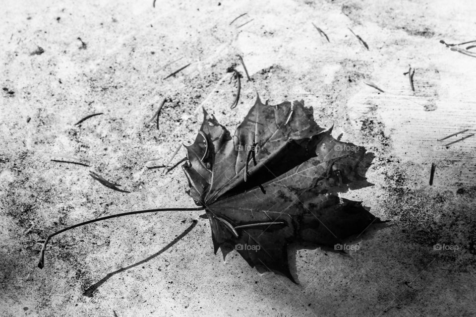 1st signs of Autumn. A B&W of a fallen crumpled & drying maple leaf & needles shed from nearby fir trees. The fall winds are strong & gusty but there are some sunny breaks as shown by the light & shadows but the rains are coming! 🌧