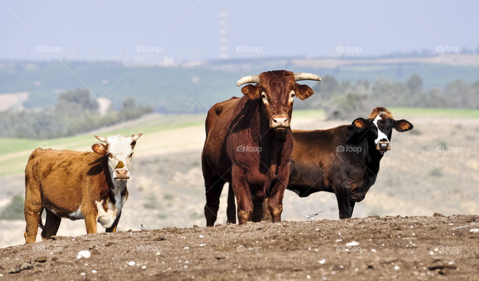 Cows in pastures