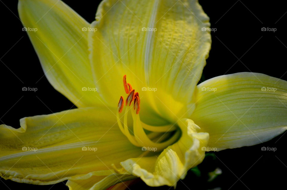 yellow lily